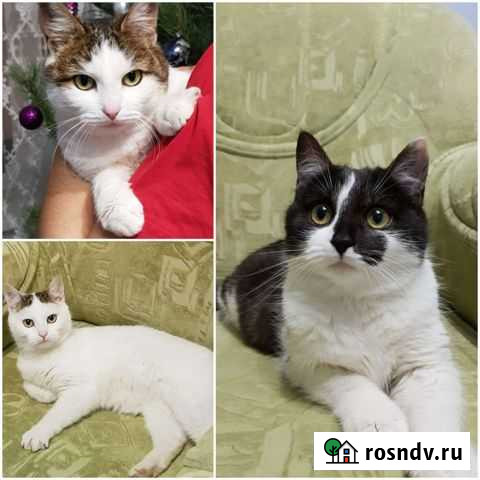 Кошки Курск - изображение 1
