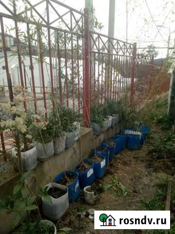 Эвкалипт Сочи - изображение 1