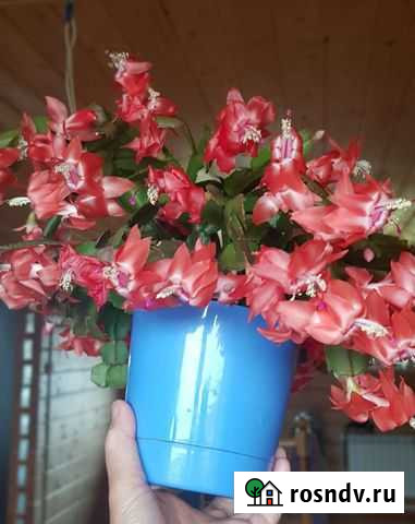 Цветок комнатный Декабрист Березники - изображение 1