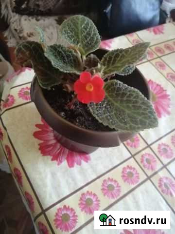 Эписция Скопин - изображение 1