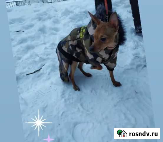 Той терьер - мальчик Чайковский - изображение 1