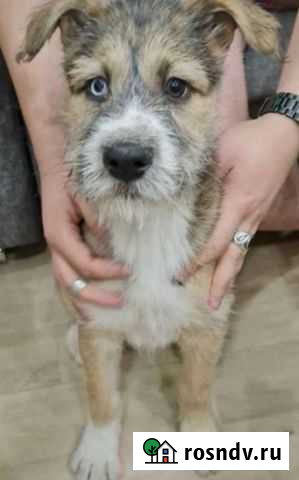 Собака Петропавловск-Камчатский - изображение 1