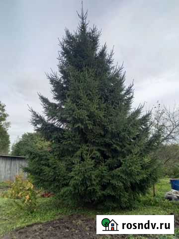 Ель Великий Новгород - изображение 1