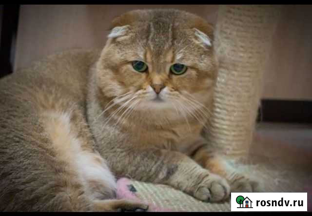 Кот на вязку Домодедово - изображение 1