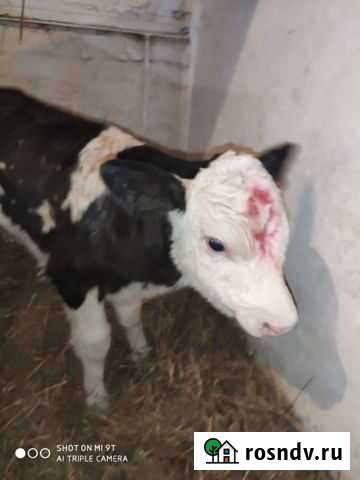 Телята бычки Горьковское - изображение 1