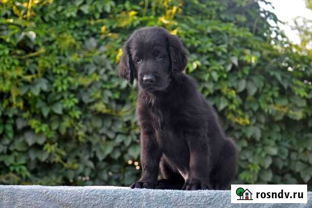 Черные щенки прямошерстного ретривера Южно-Сахалинск - изображение 1