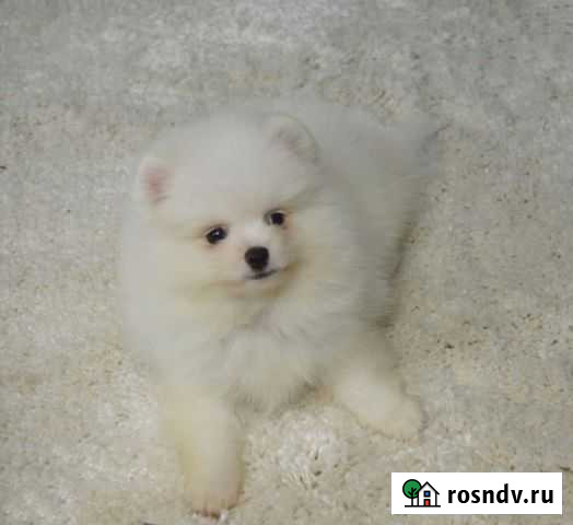 Мальчик немецкий шпиц Белгород - изображение 1