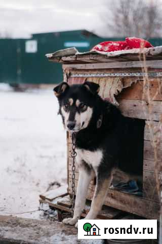 Собака Чебоксары - изображение 1