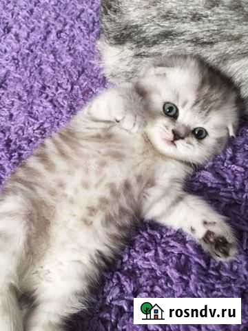 Шотландская вислоухая кошка Казань - изображение 1