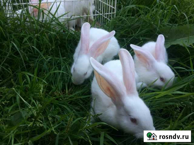 Кролики взрослые. Крольчата Казань - изображение 1