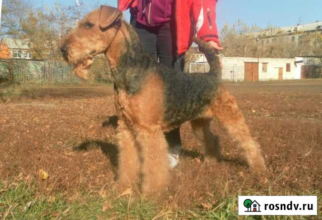 Триминг груминг (повсед. /выстав.) различных пород Барнаул - изображение 1