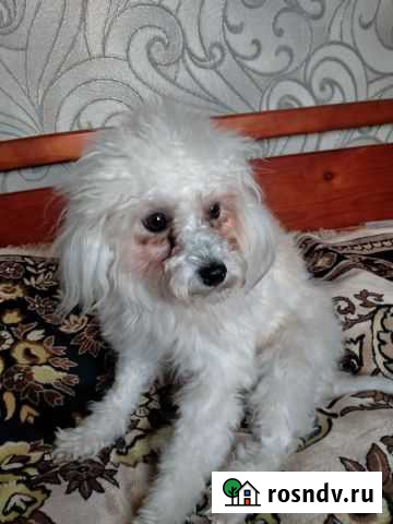 Вязка Китайская хохлатая пуховка Рязань - изображение 1