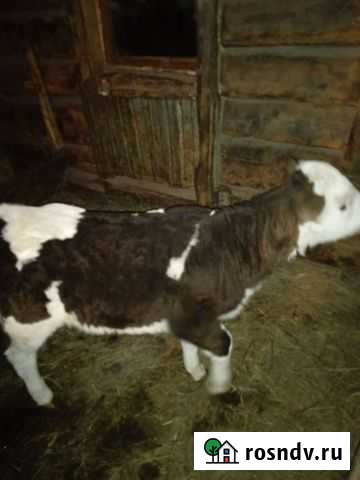 Тёлочка Кинель-Черкассы - изображение 1