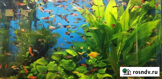 Аквариумные рыбки,улитки,креветки,растения,корма Альметьевск - изображение 1