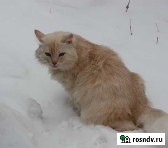 Мурзик в поисках своей семьи Клин - изображение 1