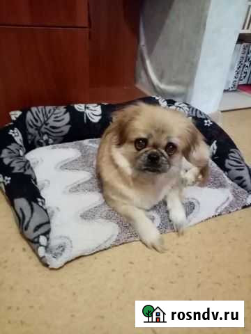 Вязка пекинес Анжеро-Судженск - изображение 1