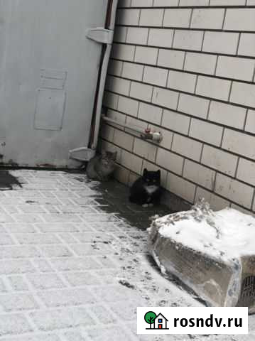 Два котенка Барнаул - изображение 1