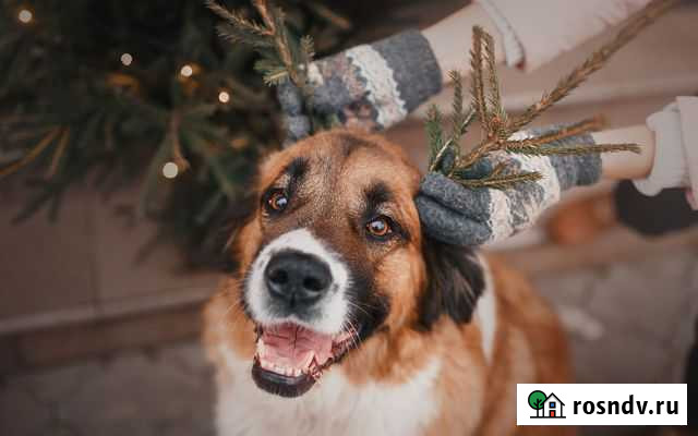 Передержка собак Воронеж - изображение 1