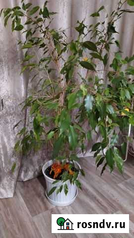 Фикус бенджамина Гусь-Хрустальный - изображение 1