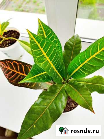 Кротон, кодиеум Новосибирск - изображение 1