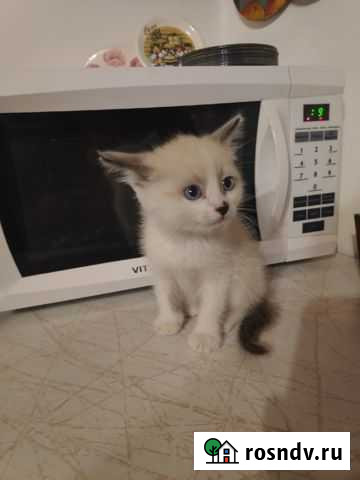 Отдам даром котика Липецк - изображение 1