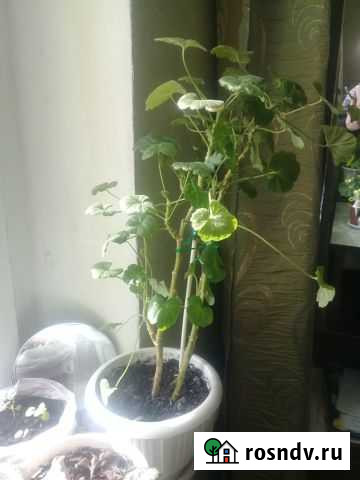 Герань Лениногорск - изображение 1