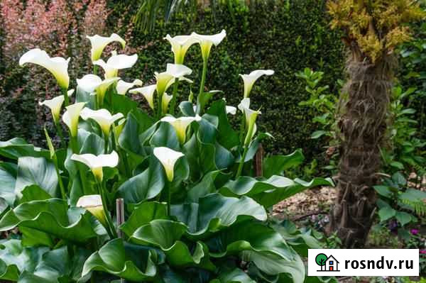 Калла в горшках Владимир - изображение 1