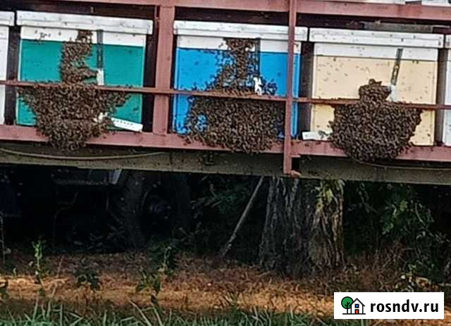 Продаю пчёл,пакеты Михнево - изображение 1