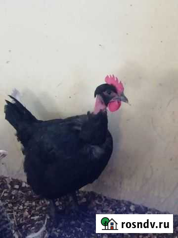 Голошейки Петухи Углянец - изображение 1