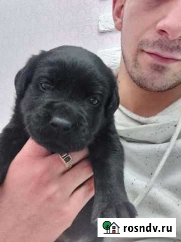 Щенки лабрадора Тула - изображение 1