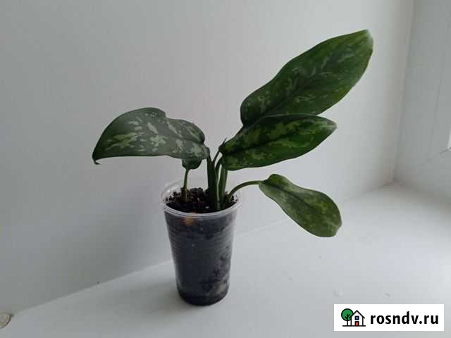 Комнатные цветы Северск - изображение 1