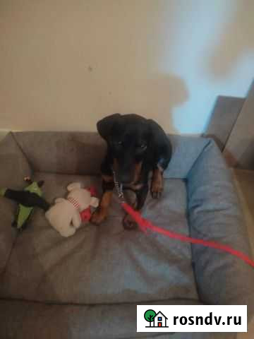 Доберман Старый Оскол - изображение 1