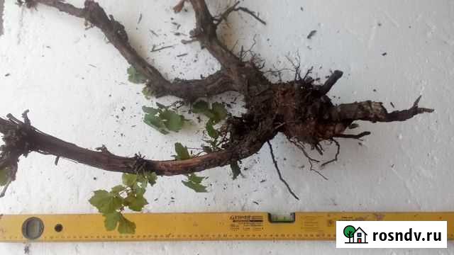 Комель винограда для коряжки Энгельс - изображение 1