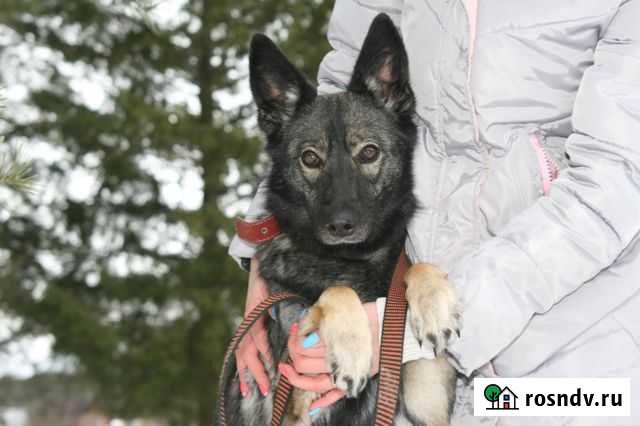 Девочка Обнинск - изображение 1