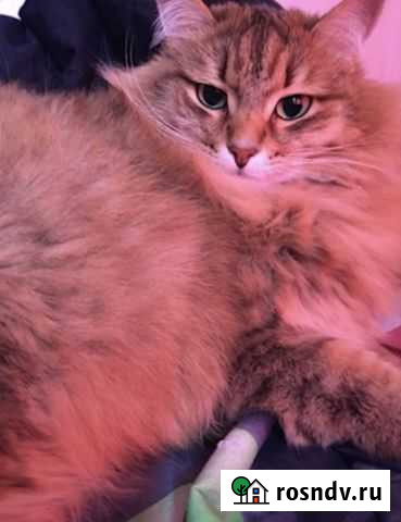 Кошка в добрые руки Екатеринбург - изображение 1