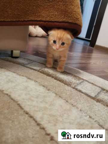 Британский котенок Смоленск - изображение 1