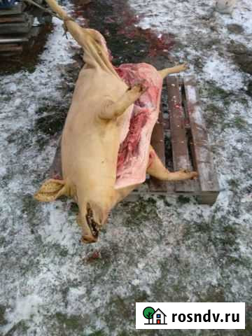 Поросята мангалица Краснослободск - изображение 1