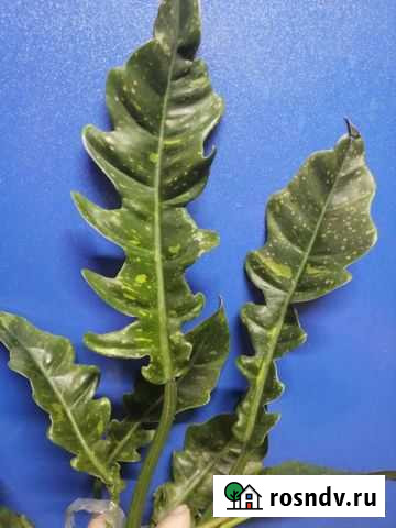 Филодендрон Ринг оф фаер Тольятти - изображение 1