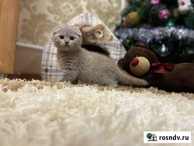 Шотландская вислоухая котенок (мальчик) Владикавказ - изображение 1