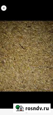 Зерно овёс Свободный - изображение 1