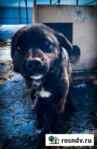 Собачка Дия, 1,5 года,стерилизованная Саратов - изображение 1