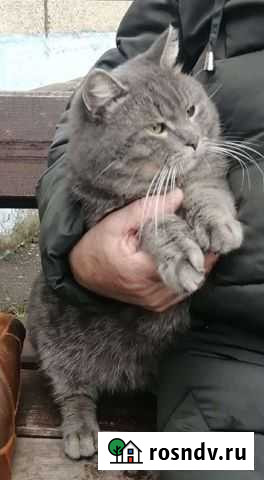 Шикарный крупный котик Нефтекамск - изображение 1