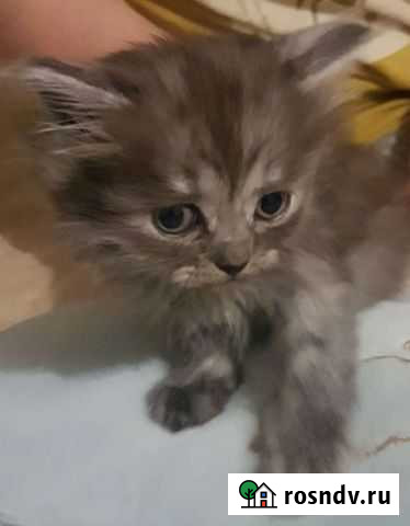 Кошки Уфа - изображение 1