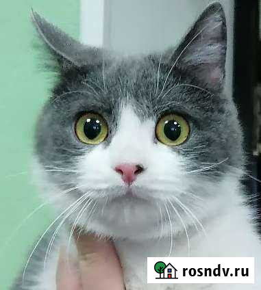 Кошечка Жасмин ищет дом Губкин - изображение 1