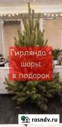 Елка живая (сосна) Хабаровск