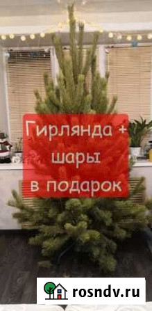 Елка живая (сосна) Хабаровск - изображение 1