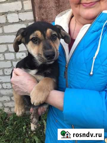 В добрые руки Ногинск - изображение 1