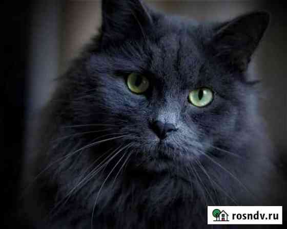 Кот дымчатый норвежский кот Саранск
