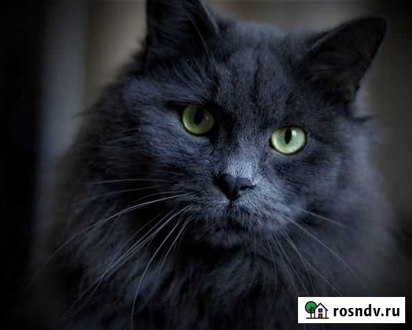 Кот дымчатый норвежский кот Саранск - изображение 1
