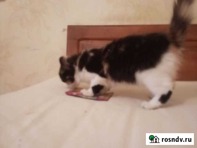 Кошка в дар Щёлкино - изображение 1